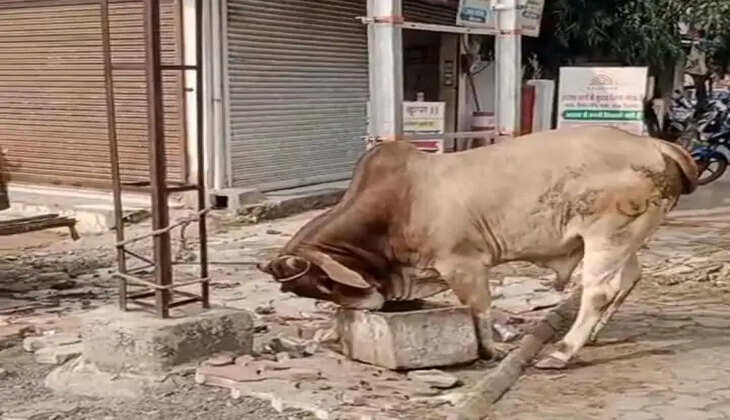 Stray animals caught