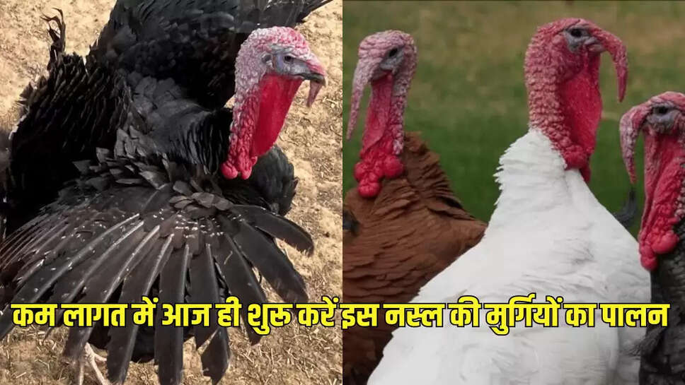 कम लागत में आज ही शुरू करें इस नस्ल की मुर्गियों का पालन