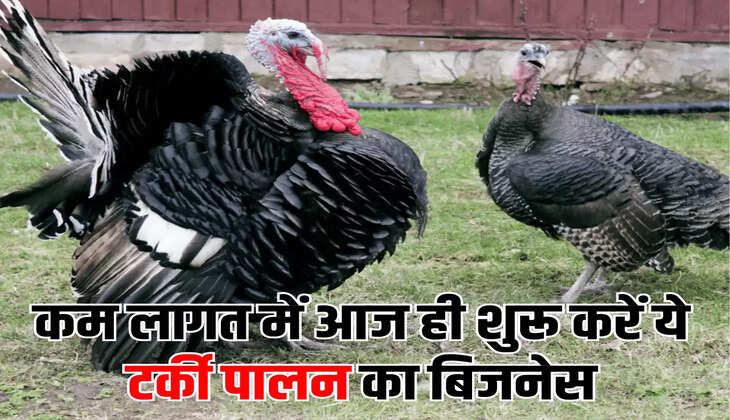 कम लागत में आज ही शुरू करें ये टर्की पालन&nbsp;का बिजनेस