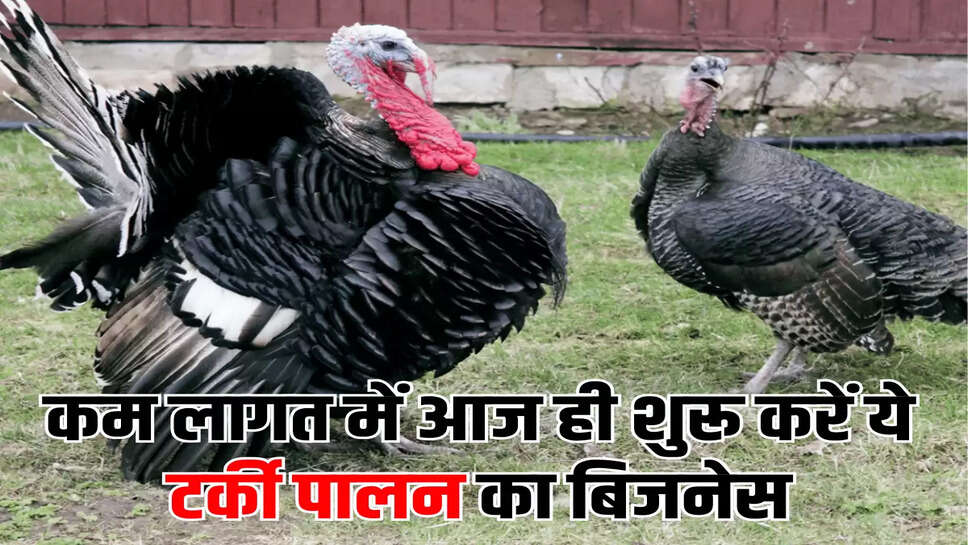 कम लागत में आज ही शुरू करें ये टर्की पालन का बिजनेस