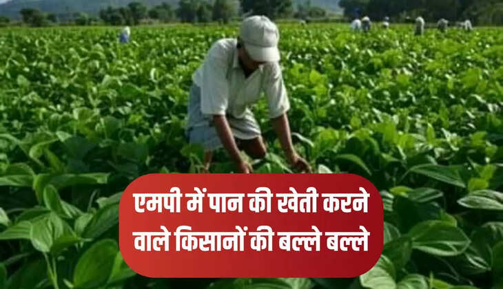  पान की खेती