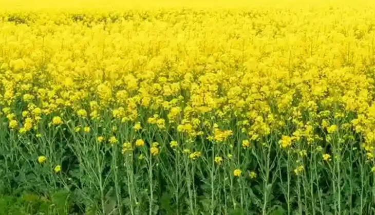 सरसों की खेती