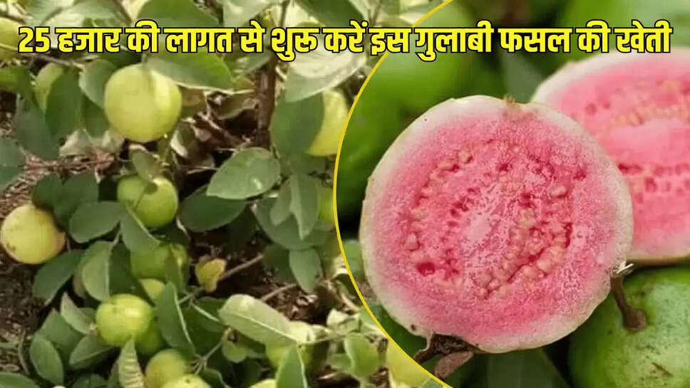 25 हजार की लागत से शुरू करें इस गुलाबी फसल की खेती