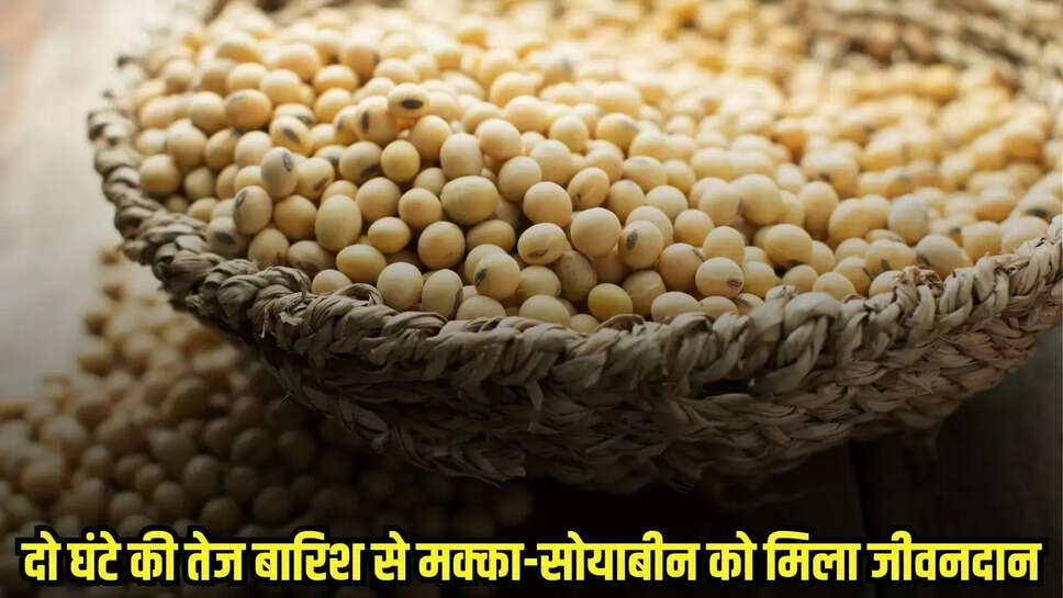 Burhanpur News