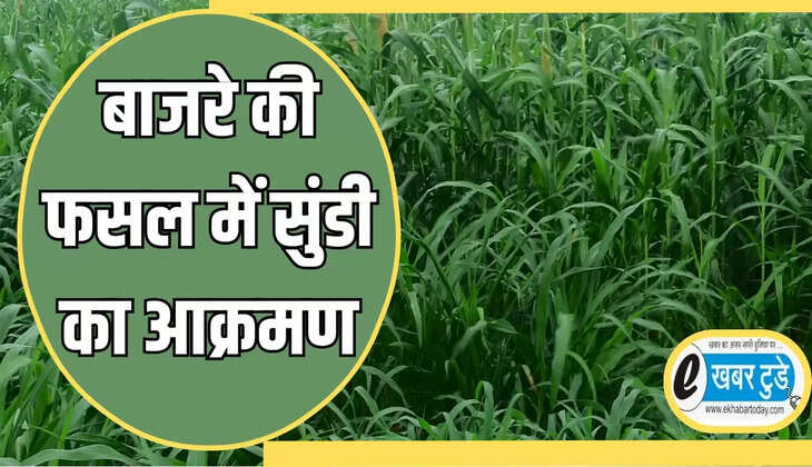 बाजरे की फसल