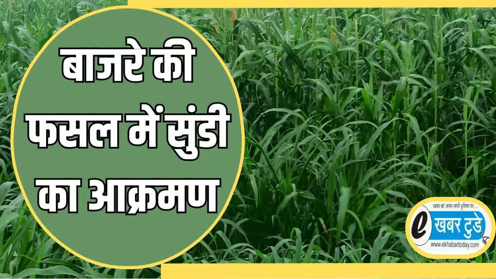 बाजरे की फसल