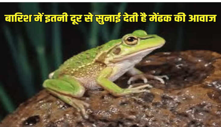 बारिश में इतनी दूर से सुनाई देती है मेंढक की आवाज