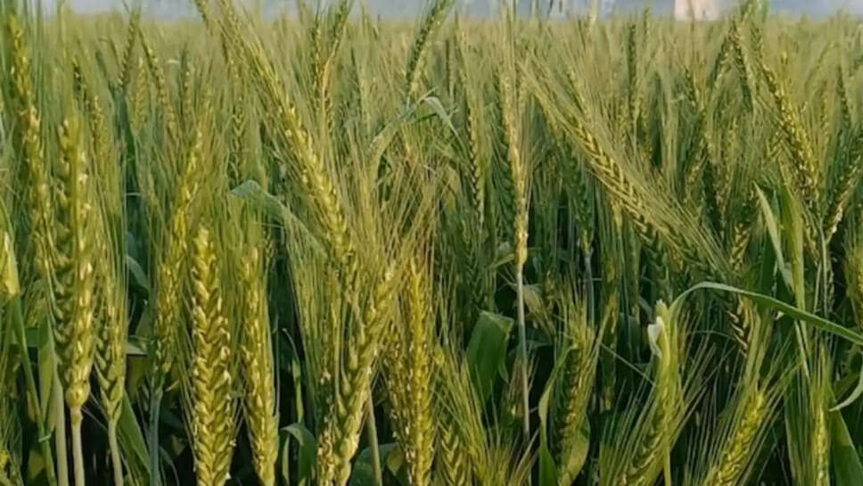 Wheat varieties