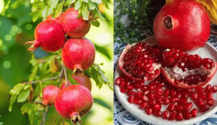 इस पौधे के फल और पत्ते सेहत के लिए है गुणकारी