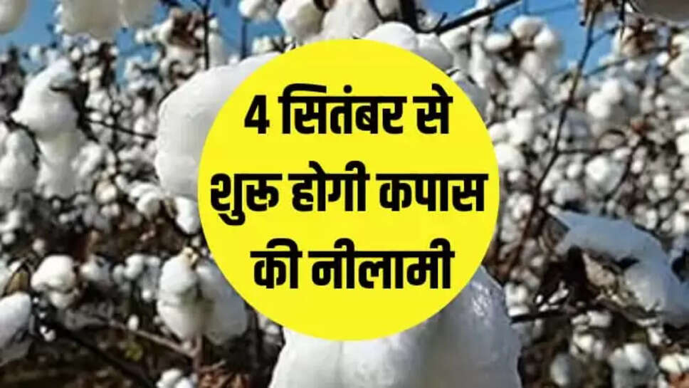 कपास की फसल