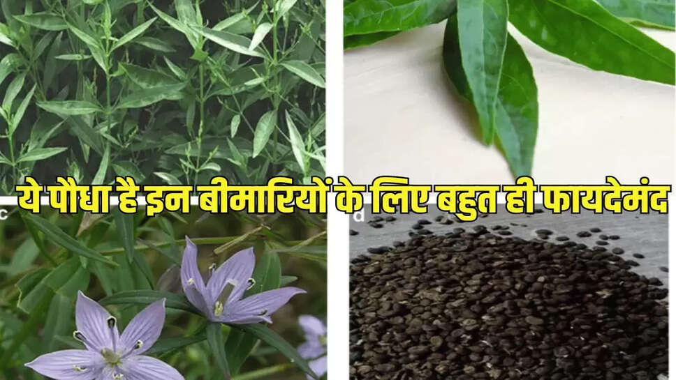  ये पौधा है इन बीमारियों के लिए बहुत ही फायदेमंद