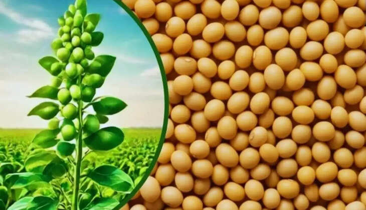 soybean of variety 1135