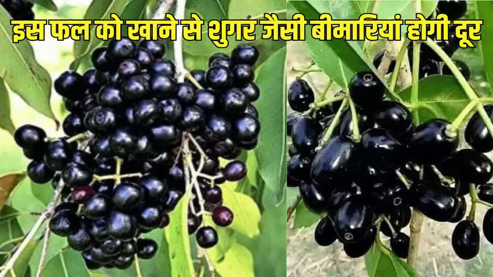 इस फल को खाने से शुगर जैसी बीमारियां होगी दूर