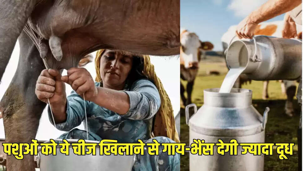 पशुओं को ये चीज खिलाने से गाय-भैंस देगी ज्यादा दूध