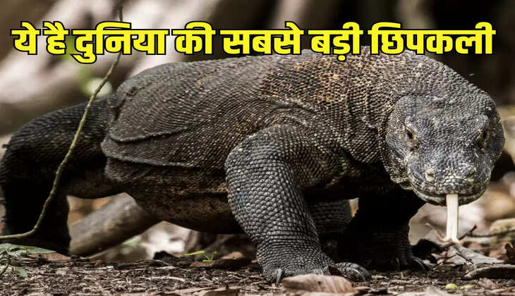  ये है दुनिया की सबसे बड़ी छिपकली