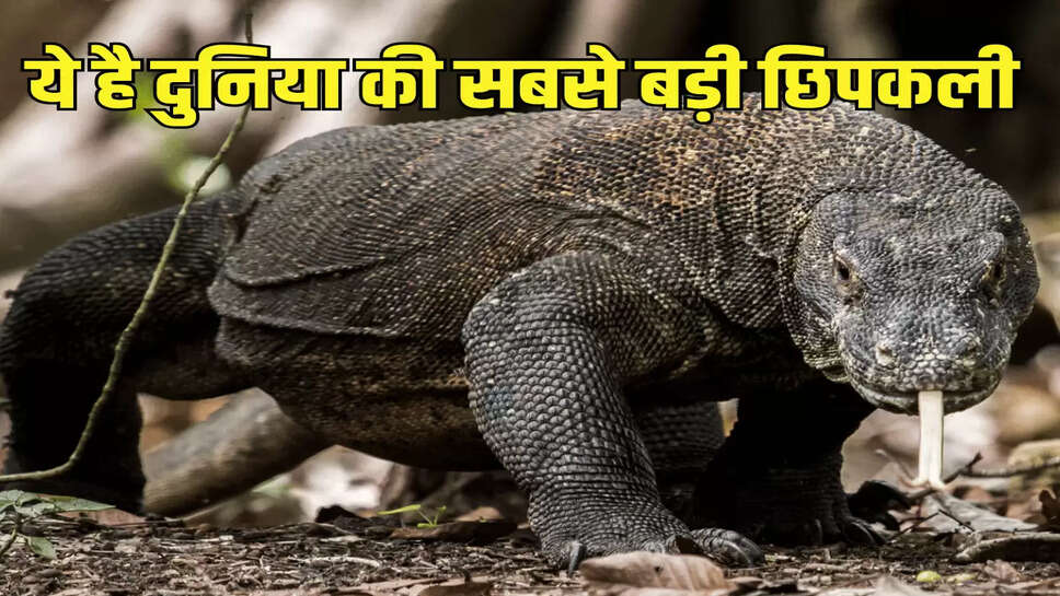 ये है दुनिया की सबसे बड़ी छिपकली
