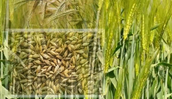 जौ की पछेती किस्म