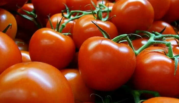  tomatoes