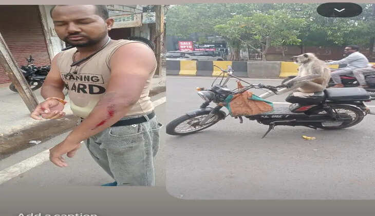 Monkey menace