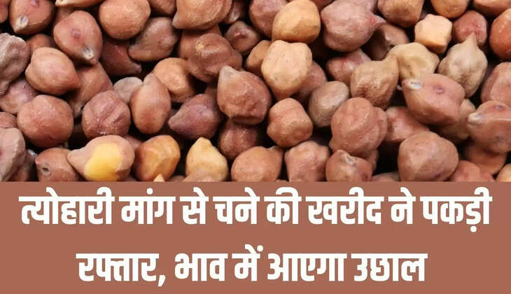 Bounce Gram : त्योहारी मांग से चने की खरीद ने पकड़ी रफ्तार, भाव में आएगा उछाल&nbsp;
