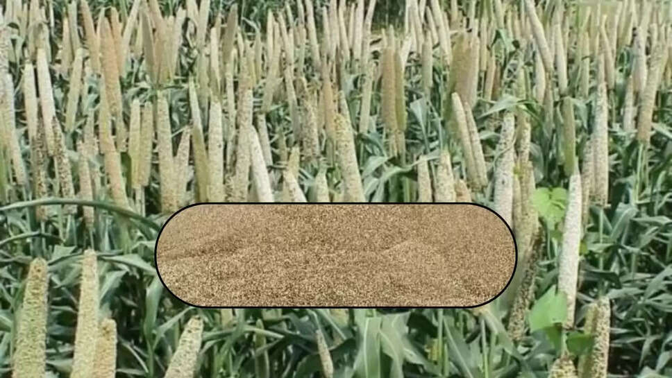 बाजरे की खरीद 