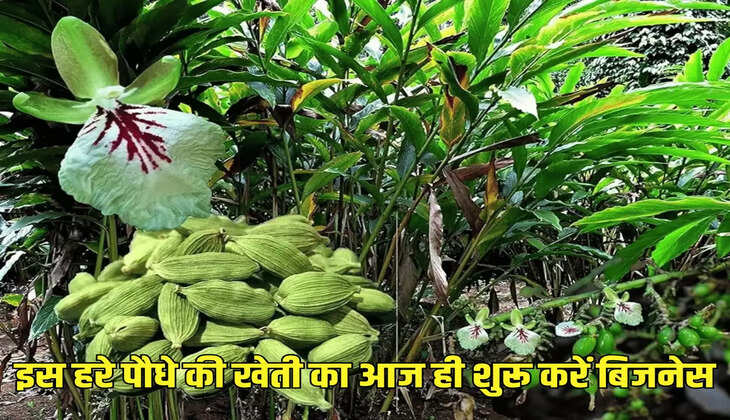 इस हरे पौधे की खेती का आज ही शुरू करें बिजनेस