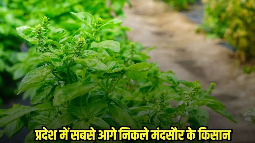 Mandsaur News