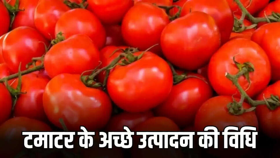  tomato planting