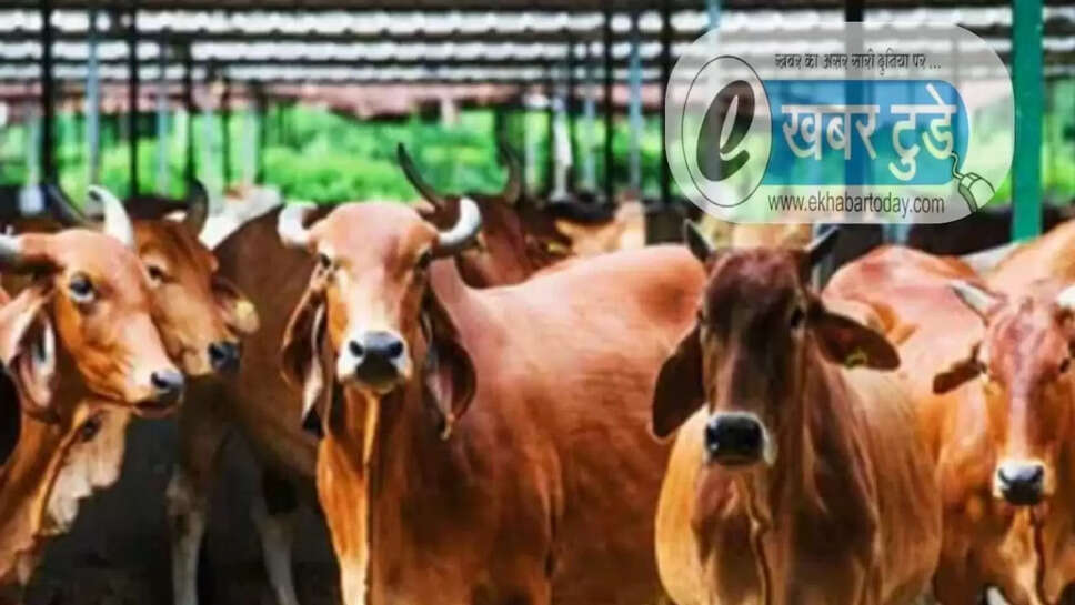 देसी गाय