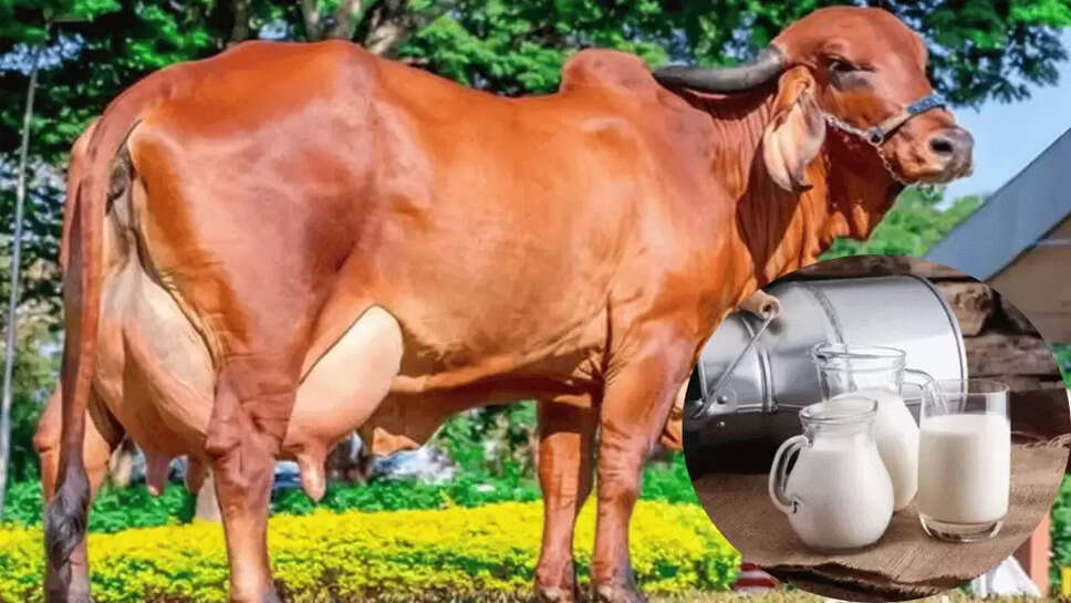 इस नस्ल की गाय के पालन से आज ही शुरू करें ये बिजनेस