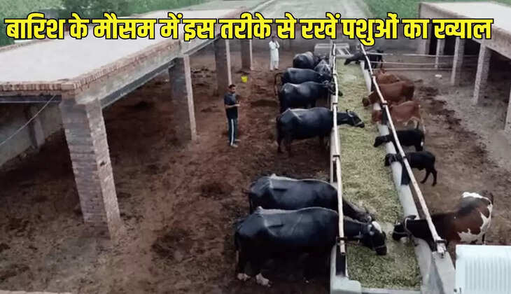 बारिश के मौसम में इस तरीके से रखें पशुओं का ख्याल