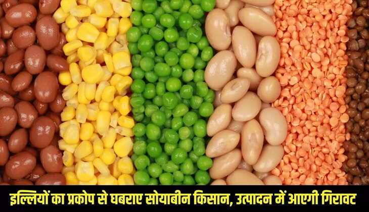 Mandi Bhav : तेज बारिश से मूंग की फसल हुई खराब, दामों में आई तेजी&nbsp;