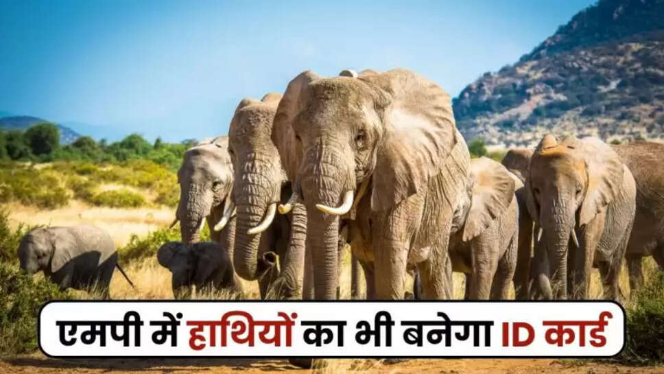 Madhya Pradesh news