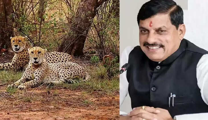 मध्यप्रदेश के वन और वातावरण हैं चीतों के अनुकूल