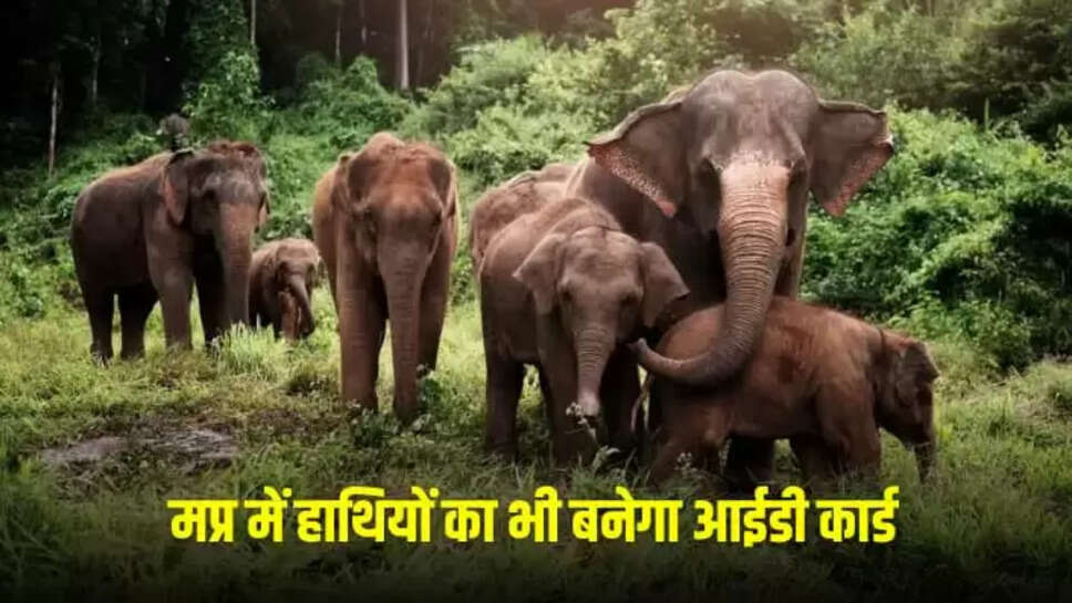  MP elephant ID project