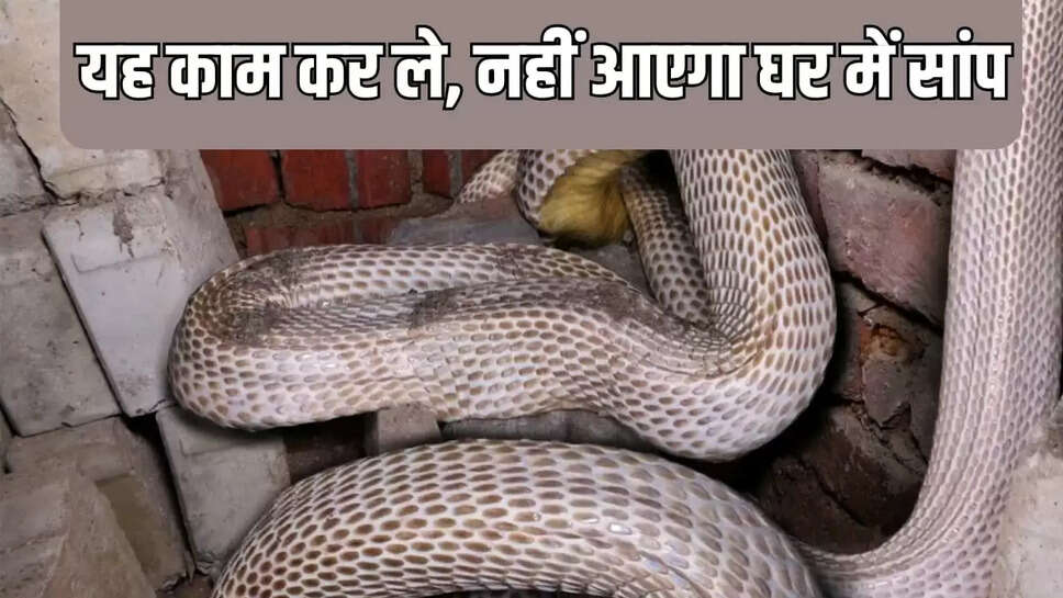 बारिश के मौसम में सांप
