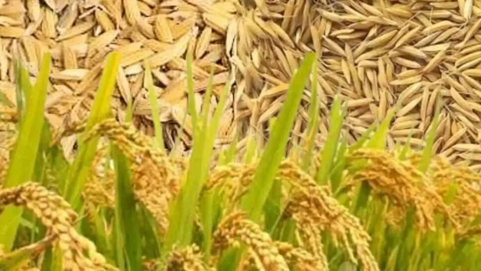 धान की आवक