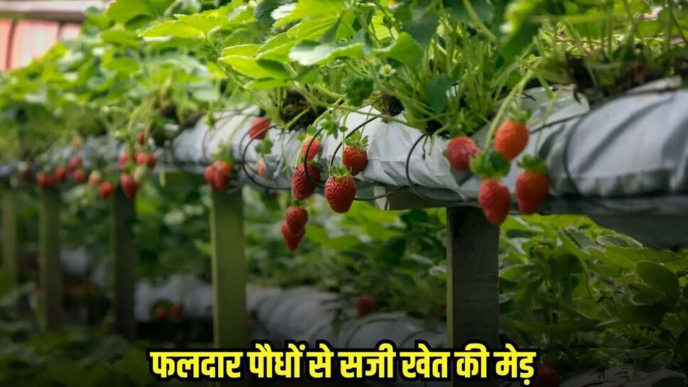 Dhaar News