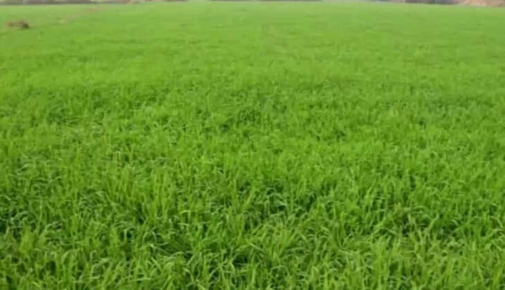 गेहूं की फसल 