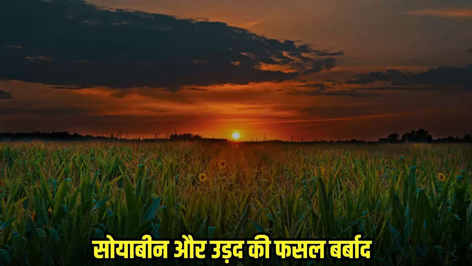 Damoh News