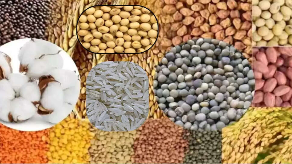  गेहूं, सोयाबीन ,चना, मक्का, आलू, प्याज ,लहसुन, मेथी, मसूर, मूंगफली ,सरसों ,धनिया, जीरा, 