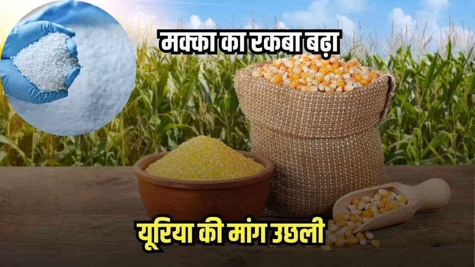 Burhanpur news, MP news,