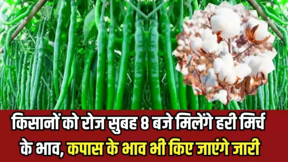  हरी मिर्च के भाव, कपास के भाव 