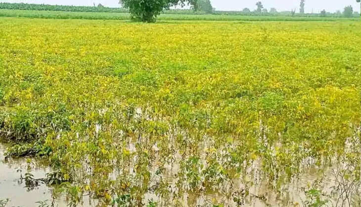 सोयाबीन की फसल