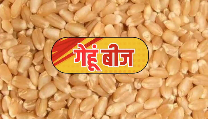 Wheat seed 