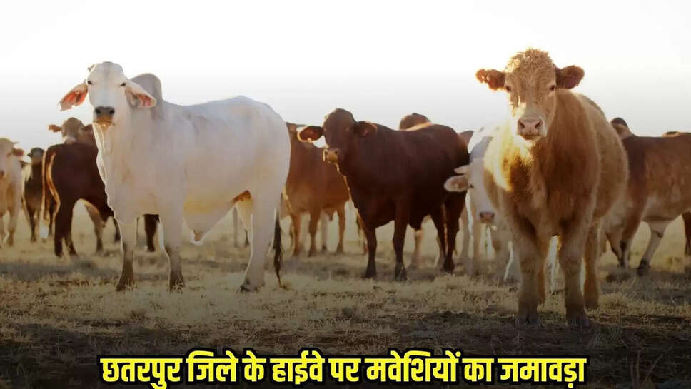 Chhatarpur News