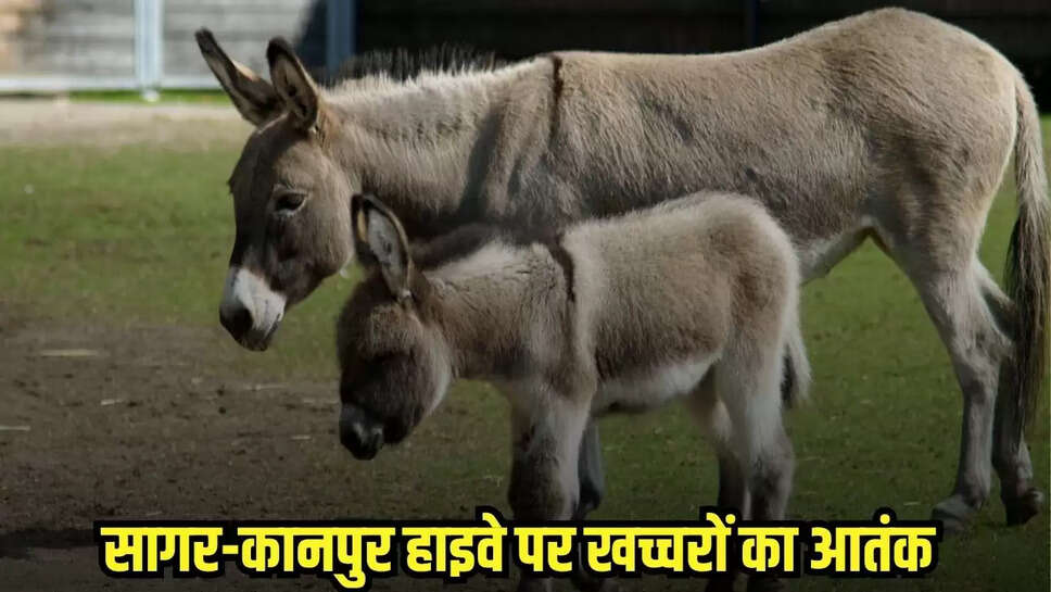 Chhatarpur News