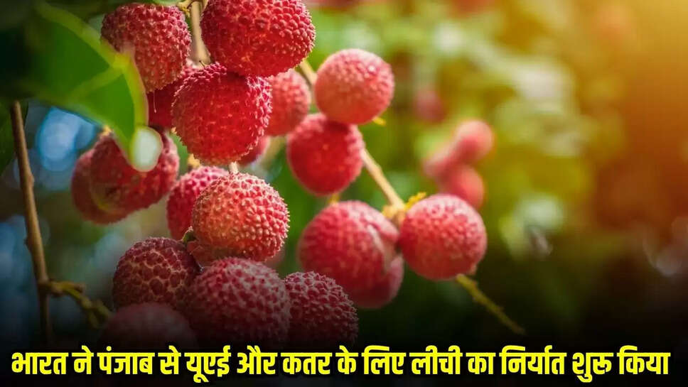 Litchi Export