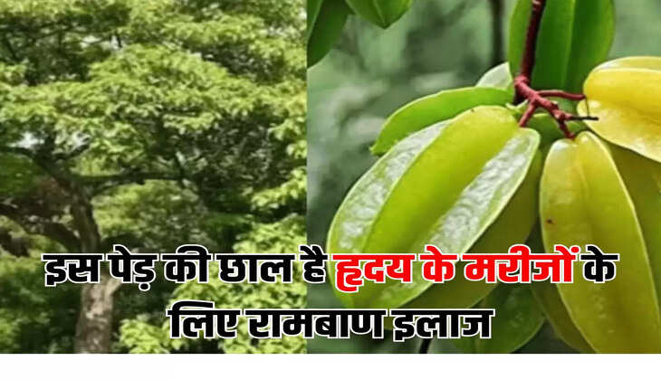 इस पेड़ की छाल है हृदय के मरीजों के लिए रामबाण इलाज