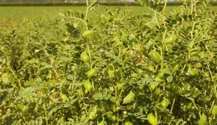 सरसों और चने की खेती